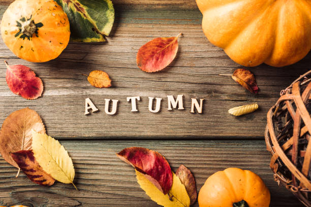 istock Autumn pumpkin thanksgiving background 1176844545