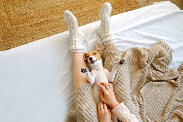 istock Unrecognizable female sitting at home with her pet doggy on sofa with partial interior view. 1176846228