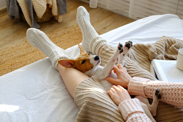 istock Unrecognizable female sitting at home with her pet doggy on sofa with partial interior view. 1176846255