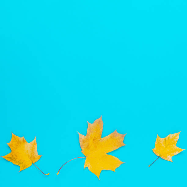 istock Autumn yellow leaves on a blue background 1176846282