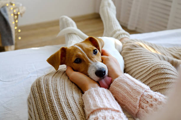 mujer irreconocible sentada en casa con su perrito mascota en el sofá con vista interior parcial. - people dog winter cute fotografías e imágenes de stock