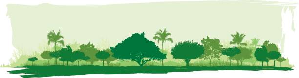 лес - green woods forest southern brazil stock illustrations