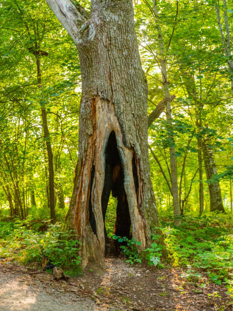 istock Large tree hollow in a green forest. 1176846865