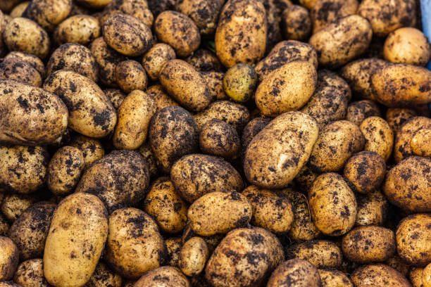 freshly picked potatoes ready for washing and cooking. - raw potato vegetable white raw imagens e fotografias de stock