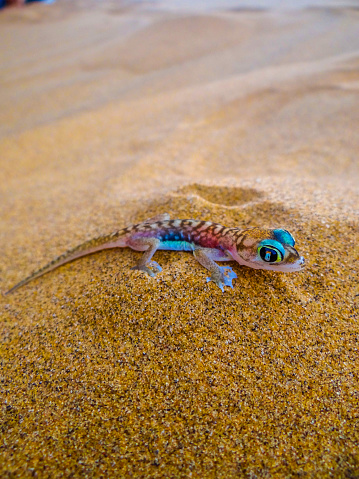 A Namib gecko poses in the sand. Photograph taken in the Namib near Swakopmund in eastern Namibia