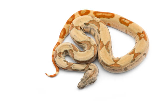 30+ Red Tail Python Stock Photos, Pictures & Royalty-Free Images - iStock