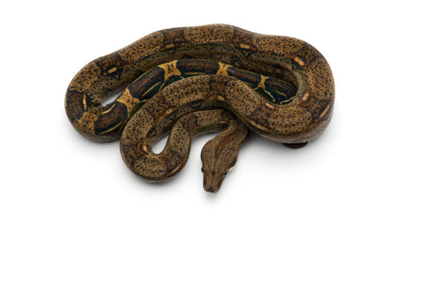 30+ Red Tail Python Stock Photos, Pictures & Royalty-Free Images - iStock