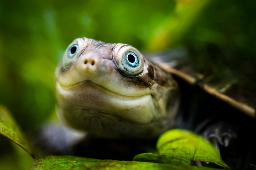 Underwater head shot of young African helmeted turtle with blue eyes. This species is also known as marsh terrapin or African side-necked turtle.