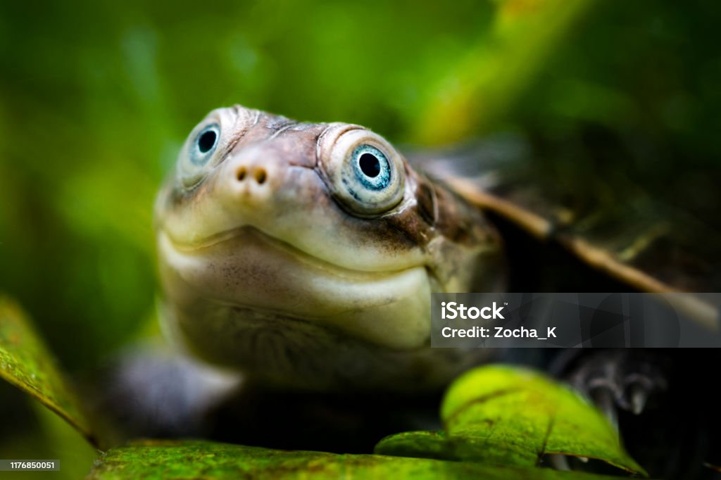 Smilling turtle portrait Underwater head shot of young African helmeted turtle with blue eyes. This species is also known as marsh terrapin or African side-necked turtle. Turtle Stock Photo