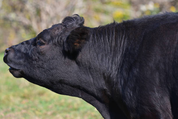 istock Black cow mooing in color 1176850127