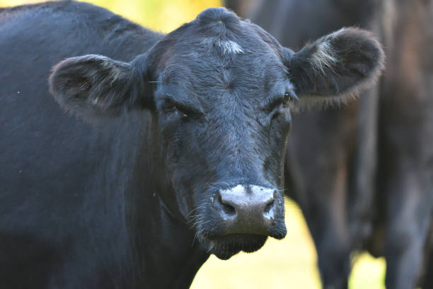 istock Black cow portrait in color 1176850237