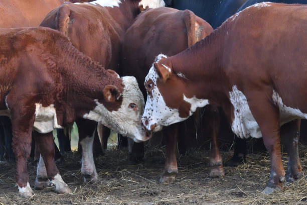istock Brown cows nuzzling in color 1176850251