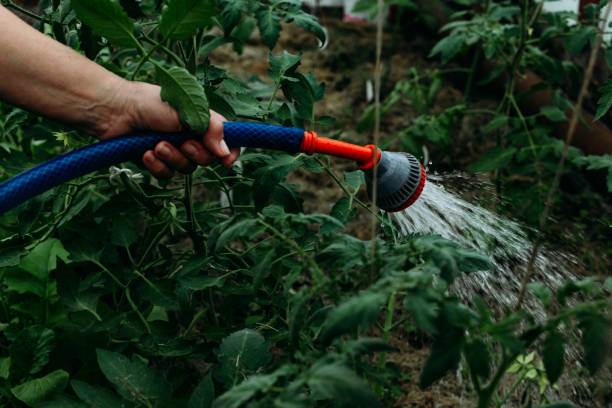istock Gardening, watering plants. 1176851027