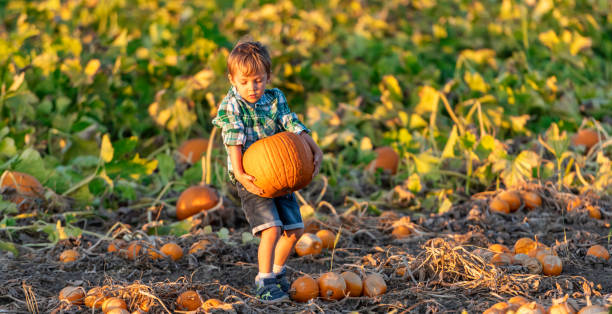 istock Child boy picking up a pumpkin 1176851136