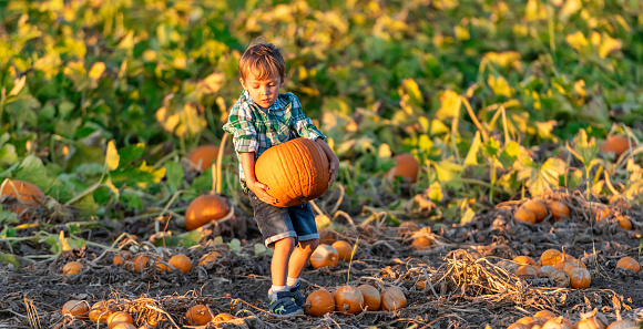 Caucasian Child boy picking up a pumpkin