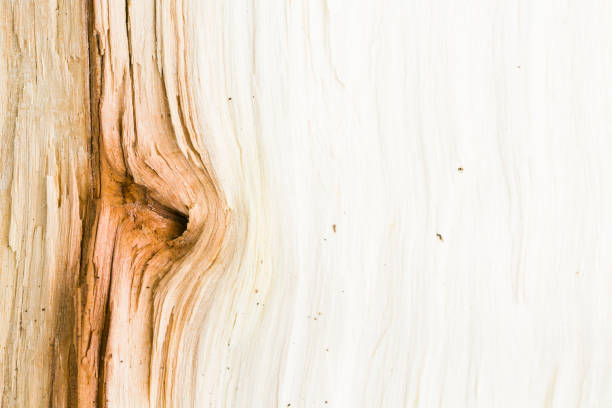 Abstract, Antique, Backgrounds, Blank, light brown