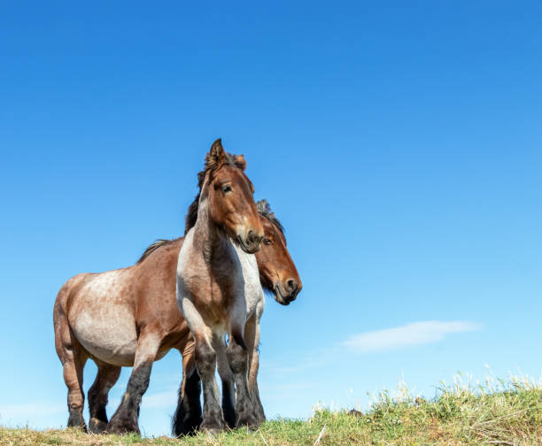 cavalo de esboço belga de encontro a um céu azul. - belgian horse - fotografias e filmes do acervo