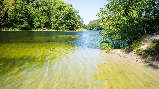 istock Lake and shallow shore 1176851374