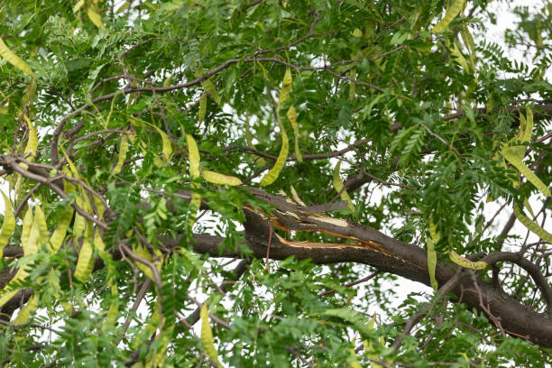 branche ment de l'arbre de criquet de miel cassé par la tempête - tree broken branch dividing photos et images de collection
