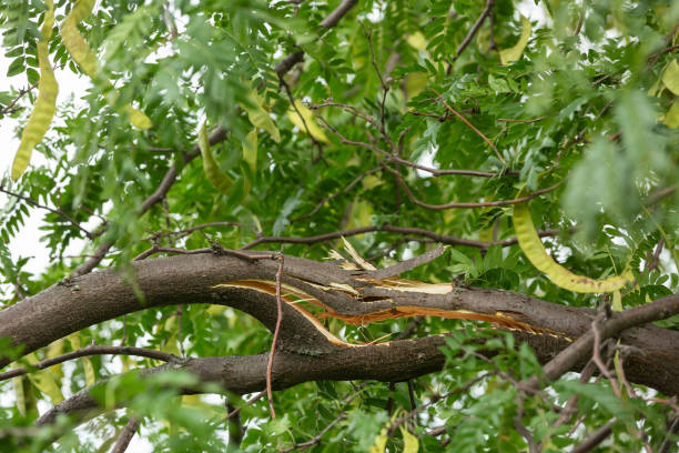 branche ment de l'arbre de criquet de miel cassé par la tempête - tree broken branch dividing photos et images de collection