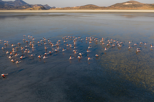 Aerial view of flamingos on lake. Taken via drone