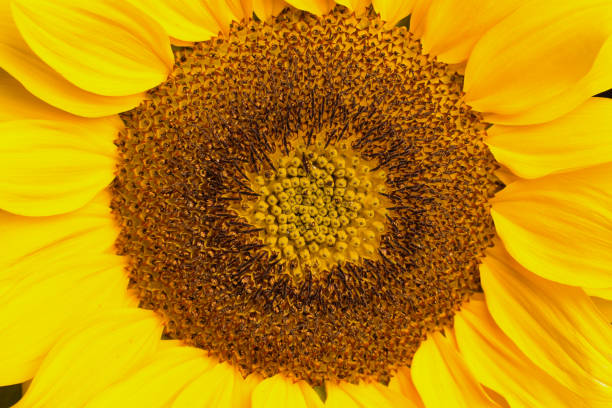 istock close up of a sunflower as background 1176854964