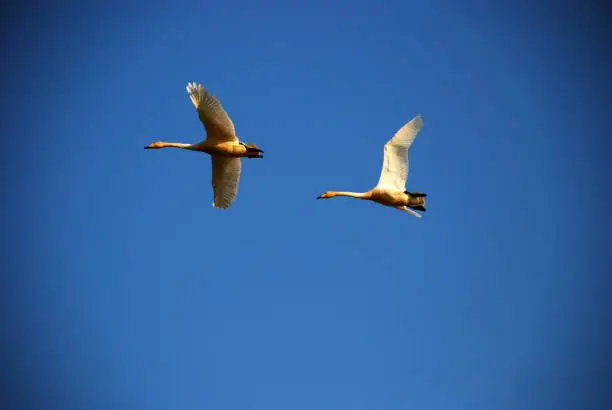 There are two beautiful white swans flying high over head together in great blue sky
