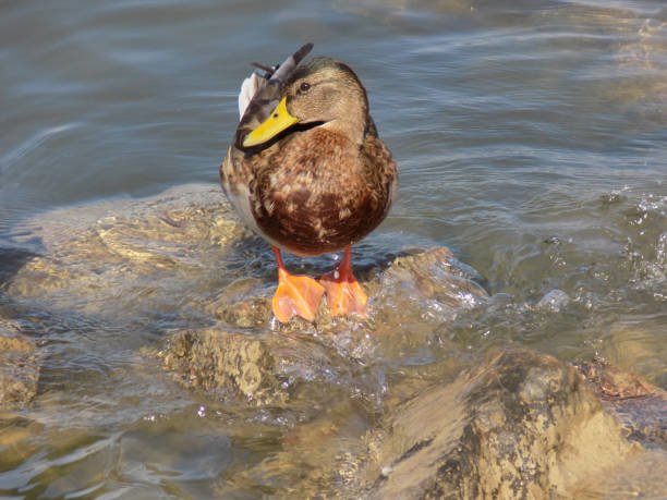 istock Duck stands on a rock in the water 1176855058