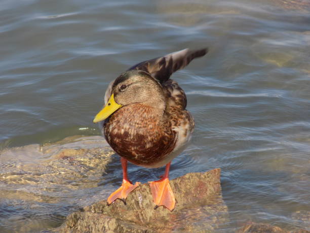 istock Duck stands on a rock in the water and cleans its feathers 1176855199