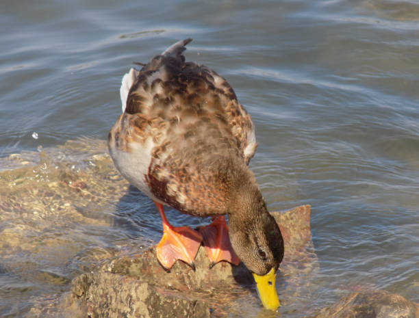 Ducks sunbathe on rocks in the water, on the riverbank