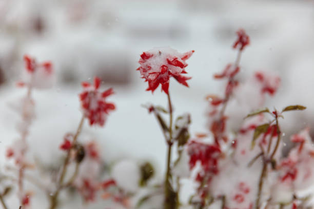 Flowers under the first snow, Norilsk, September 11, 2019