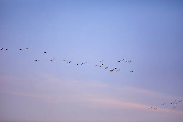 istock Flying ducks. Blue sunset sky background. Birds: Red crested Pochard. 1176859385