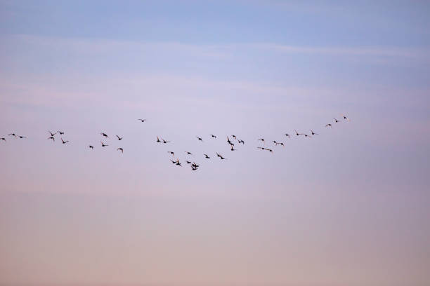 istock Flying ducks. Blue sunset sky background. Birds: Red crested Pochard. 1176859547