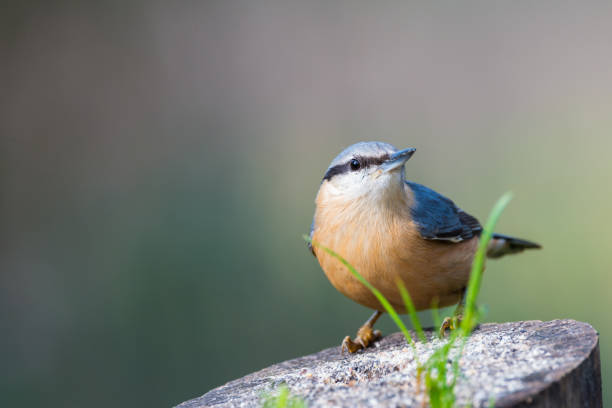 istock Sitta europaea or trepador azul perched on a branch with copy space for text 1176859996