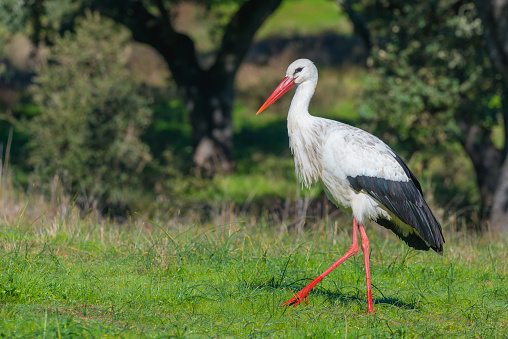 Ciconia ciconia or stork with copy space for text