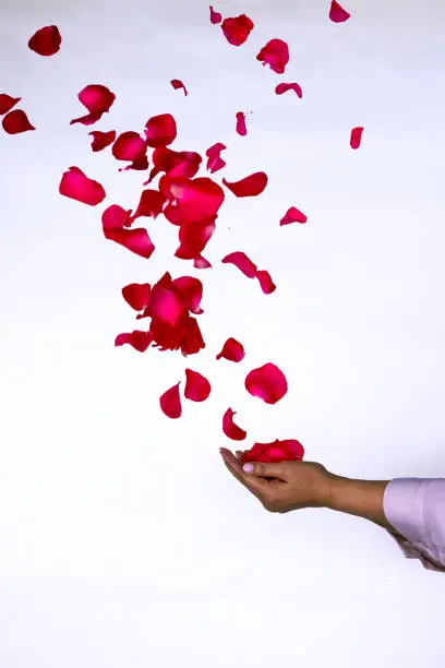 photo manipulation of roses flowing from a woman's hands