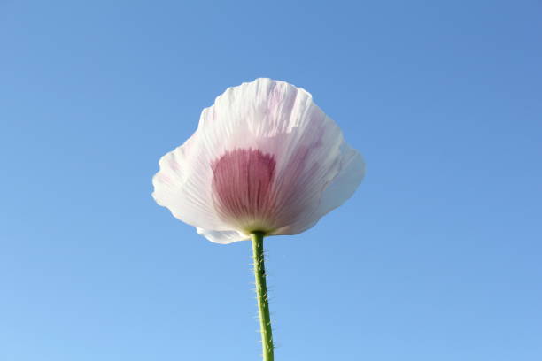 a white flowering poppy closeup and a blue sky in the background
