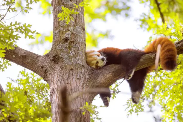 Lesser panda sleeping on a tree branch. Also called the red panda (Ailurus fulgens)lesser panda, the red bear-cat, and the red cat-bear, is a mammal