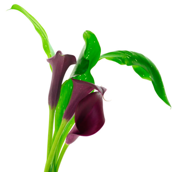 istock Blooming red cala with green leaves. 1176861536