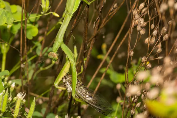 Photo of Chinese Mantis