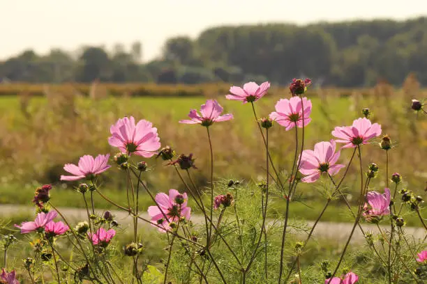 a group of pink cosmea flowers shining bright in the sunshine in zeeland, holland in autumn