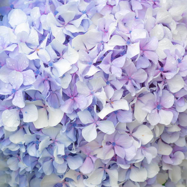 istock Natural hydrangea flowers background, delicate blue and purple blossoms 1176864031
