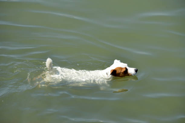 Dog running in water