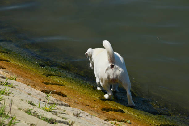 Cute little dog swims in the river