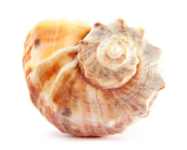 Sea shell