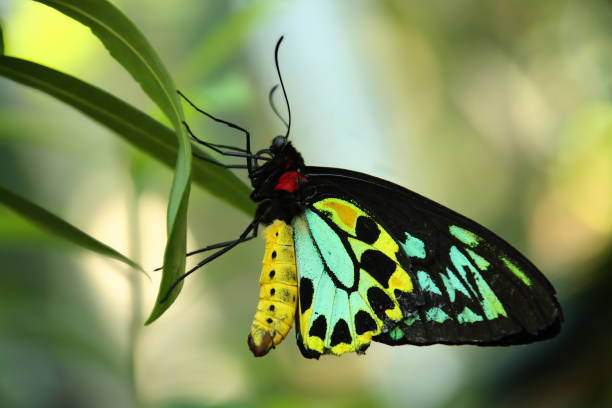 istock Vibrant Cairns Birdwing Butterfly 1176864427