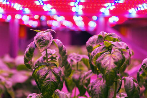 istock Special LED lights belts above basil herb in aquaponics system combining fish aquaculture with hydroponics, cultivating plants in water under artificial lighting, indoors 1176864520