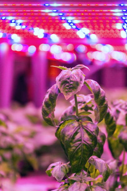 istock Special LED lights belts above basil herb in aquaponics system combining fish aquaculture with hydroponics, cultivating plants in water under artificial lighting, indoors 1176864804