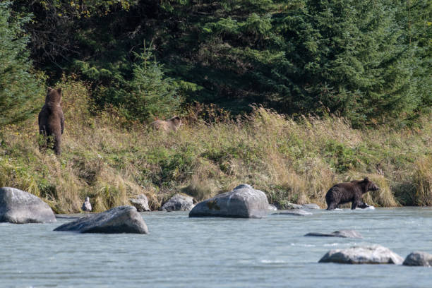 istock SE Alaska coastal Brown bears fishing 1176867390