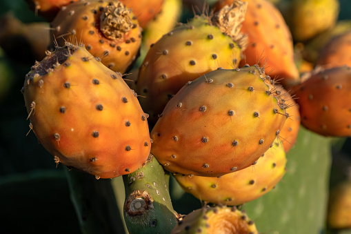 A prickly pear cactus with fruit, close-up